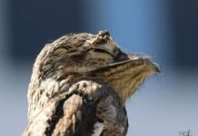 Conhecido como ‘ave fantasma’, urutau é flagrado em Santa Fé do Sul