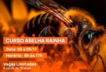 Curso gratuito sobre Abelha Rainha está com inscrições abertas