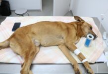 Deputado Carlão Pignatari garante recursos para castração animal e consultórios veterinários