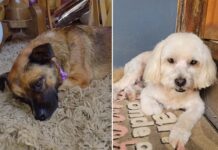 Cães morrem após serem esquecidos em carro de pet shop em Potirendaba