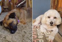 Funcionária e dono de pet shop são multados em R$ 24 mil após morte de cães esquecidos em van