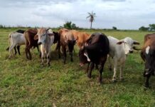 Fazendeiro é preso suspeito de furtar mais de 100 bois e vacas em Araçatuba