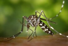 Agentes de saúde intensificam ações de prevenção a dengue neste sábado