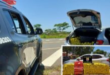 Homem tenta fugir, mas é preso com 430 quilos de maconha em rodovia da região
