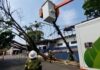 Neoenergia Elektro alerta para o risco de queda de árvores durante passagem de frente fria no final de semana