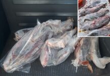 Polícia Ambiental autua pescadores que não declararam estoque de pescado