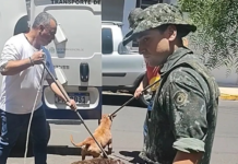 Homem é preso por maus-tratos a cães; um dos animais morreu após resgate