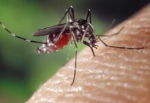 Dengue: Votuporanga volta a registrar casos da variante tipo 3