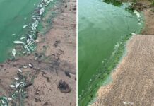 Rio Tietê vira ‘tapete verde’ ao ser tomado por aguapés