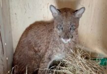 Polícia Ambiental coordena soltura de onça-parda em Paulo de Faria