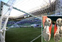 Palmeiras rescinde contrato com empresa que instalou gramado sintético; entenda o que muda