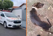 Maus-tratos: Mulher se muda de casa, abandona cadela e é multada em Votuporanga