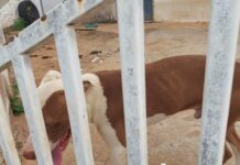 Cachorro abandonado é resgatado pela polícia em Fernandópolis