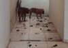 Morador de Votuporanga é autuado por maus-tratos a cães