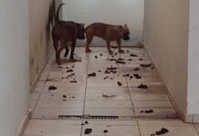 Morador de Votuporanga é autuado por maus-tratos a cães