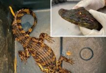 Ameaçado de extinção, jacaré-de-papo-amarelo morre após ser atropelado em Araçatuba