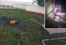 Vigia é rendido e algemado por ladrões durante roubo a frigorífico desativado em Araçatuba