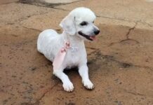 Polícia investiga homem suspeito de matar cachorro a chutes em Palestina