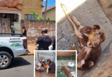 Após denúncia, homem é autuado em mais de R$ 15 mil por maus-tratos a cães em Andradina