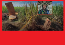 Piloto morre após queda de avião agrícola em fazenda no munícipio de Palestina