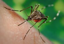 Prefeitura de Votuporanga decreta epidemia de dengue