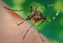 Epidemia: Votuporanga confirma 2ª morte por dengue