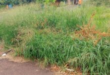 Mato alto incomoda moradores do bairro São Cosme
