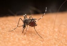 Votuporanga ultrapassa 300 casos e uma morte por dengue em 2024