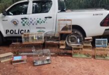 Homem é multado após ser flagrado com dezenas de canários nativos em cativeiro em Ibirá