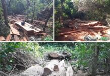 Polícia multa proprietário rural e contratado por corte irregular de árvores nativas