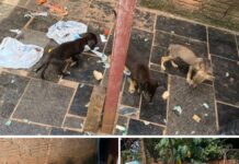 Homem é preso após polícia encontrar cães em situação de maus-tratos em Rio Preto