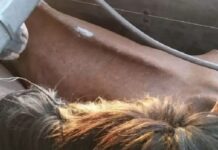 Homem é preso com 27 cavalos comprados na região para consumo humano no Paraguai