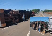 Carreta com 90 garrotes tomba na Rodovia Euclides da Cunha