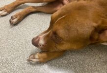 Guarda Municipal resgata cão espancado em Rio Preto