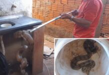 Menino de 3 anos é picado por jiboia em Castilho