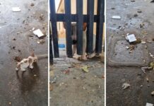 Açougueiro é preso após policiais encontrarem cães com infestação de carrapato e sem higiene em Rio Preto