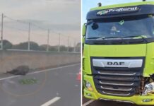 Cavalo morre depois de ser atropelado por caminhão em Araçatuba