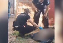 Polícia investiga morte de pit bull com golpes de garfo de churrasco em Votuporanga