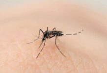 Epidemia: Votuporanga confirma 3ª morte por dengue em 2024