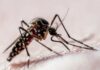 São Paulo decreta estado de emergência para dengue