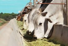APTA sediará o encontro “Conversando sobre Silagem no Noroeste Paulista”