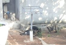 Mulher é multada em R$ 18 mil por abandono de gatos