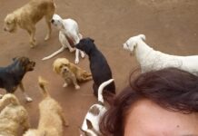 Protetora de animais é vítima de boato e desabafa: “criei o abrigo para salvar, não para matar”