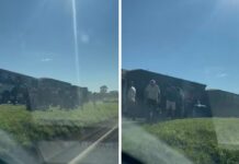 Caminhão é atingido por ônibus após motorista tentar desviar de cão que invadiu rodovia em Mirassol