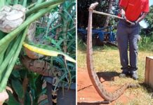 Jiboias são capturadas após serem encontradas em quintal de casas na zona rural de Castilho