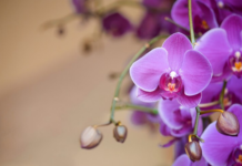 Prefeitura oferece curso de Cultivo de Orquídeas