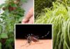 Plantas podem ser usadas para auxiliar no combate à dengue; veja como