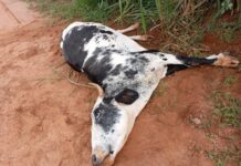 Vaca é anestesiada e arrastada em sítio de Simonsen