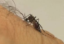 Epidemia: Votuporanga confirma 5ª morte por dengue em 2024