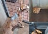 Protetora de animais ‘resgata’ cadela e acusa CPVA de maus-tratos